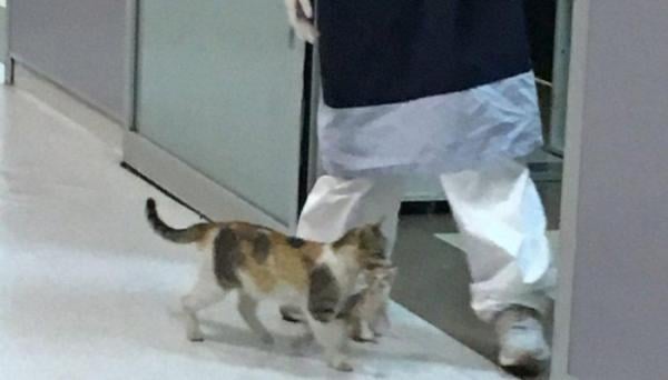 مؤثر : قطة تحمل صغيرها المريض إلى المستشفى وتطلب المساعدة(فيديو)