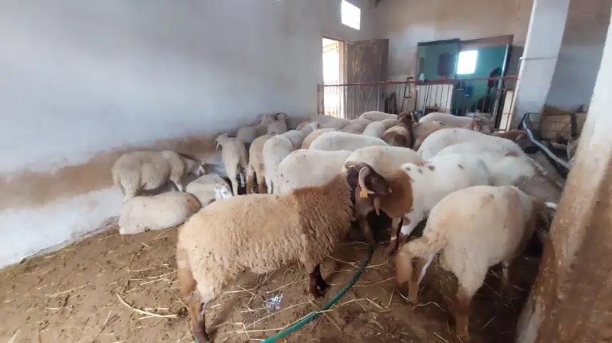 منع أسواق بيع الغنم ينعش تجارة "الحولي" في "الكوريات"