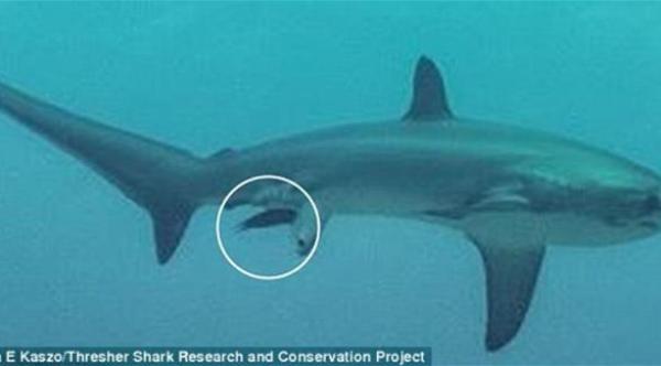 صورة: لحظة نادرة توثق ولادة سمكة قرش