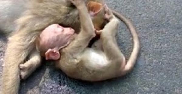 بالفيديو.. لقطات مؤثرة لقرد صغير يبكي بجوار جثة والدته