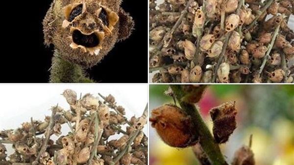 "شجرة الزقوم": طعام أهل النار وثمارها كأنها "رؤوس الشياطين"    "