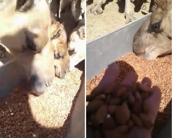 شاهد ..جمال تأكل اللوز في الصحراء المغربية