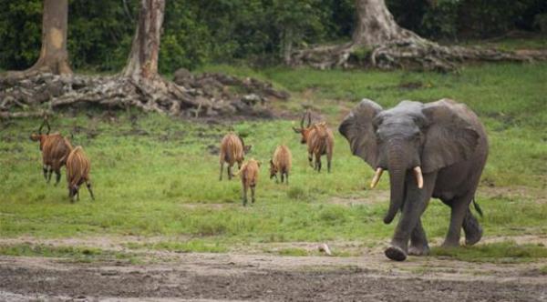 تراجع أعداد الكائنات الحية البرية بنحو 60% منذ 1970