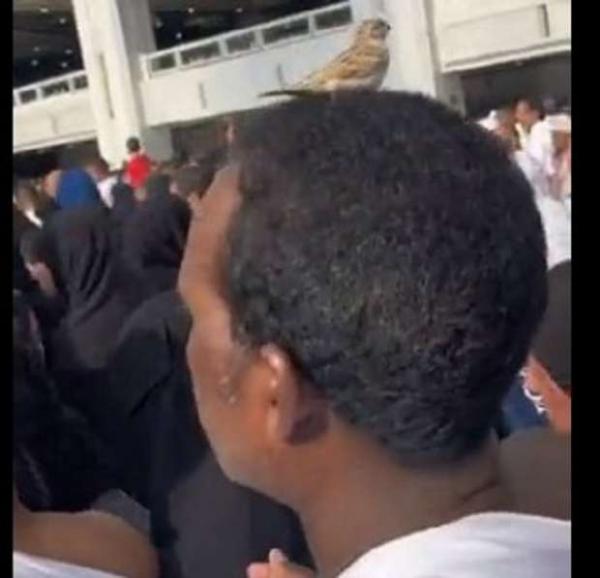 عصفور يقف على رأس معتمر أثناء طوافه بالكعبة (فيديو)