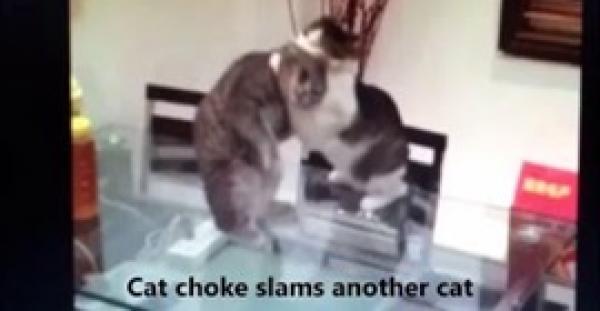 بالفيديو.. قط ينتقم من زميله بالرمية الخانقة على طريقة «أندرتيكر»