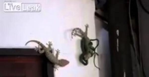 بالفيديو.. ذكر سحلية يخوض معركة شرسة لإنقاذ أنثاه من ثعبان