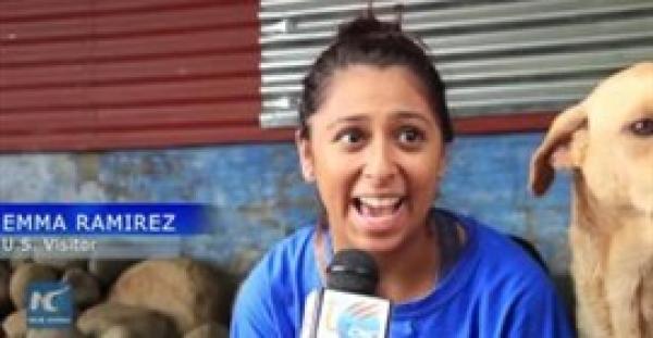 بالفيديو.. مملكة الكلاب الضالة في كوستاريكا