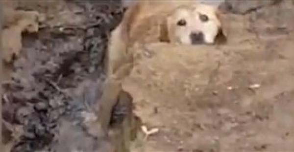 رجل يصر على إنقاذ كلبة من مأزق صعب (فيديو)