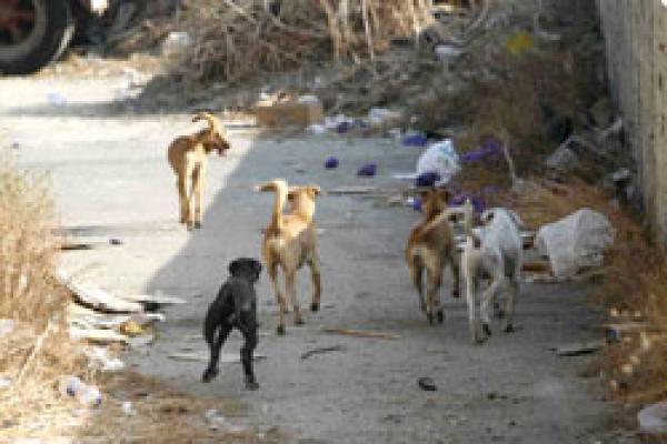 الدار البيضاء:اعتقال \"كانيبال\" يذبح الكلاب في بيته ويطعمها لأطفاله