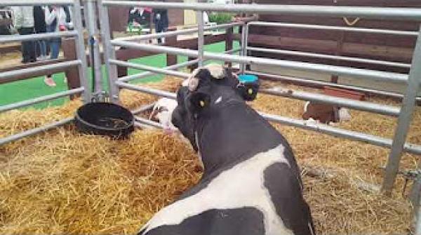 شاهد أضخم عجل بالمغرب لسنة 2018