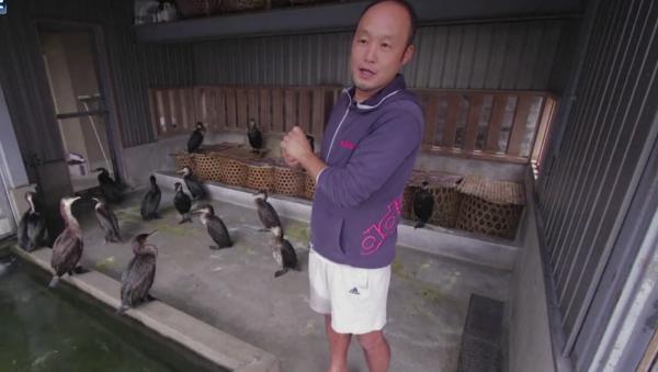 في اليابان.. صيد الأسماك بطريقة غريبة جداً!