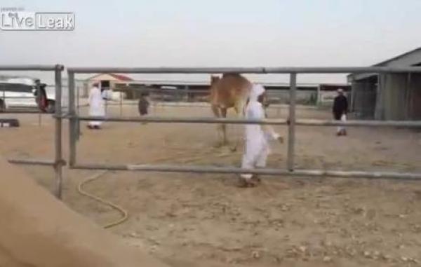 بالفيديو: جمل يستعرض مهاراته في لعب كرة قدم