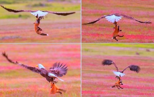 فيديو مثير.. نسر يهجم على ثعلب لينتزع منه أرنباً اصطاده