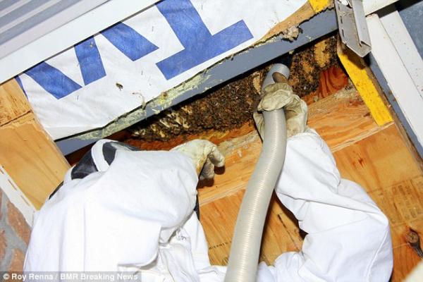 بالفيديو: لحظة العثور على 40 ألف نحلة أسفل أرضية غرفة نوم