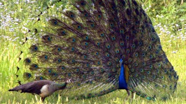 الحيوانات أيضا تتجنب التحرش الجنسي!