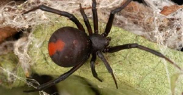 بالفيديو .. معركة شرسة بين عنكبوت قاتل وثعبان سام