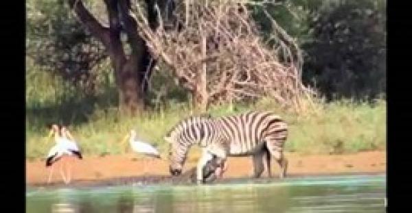 بالفيديو.. حمار وحشي ينجو من أنياب التمساح