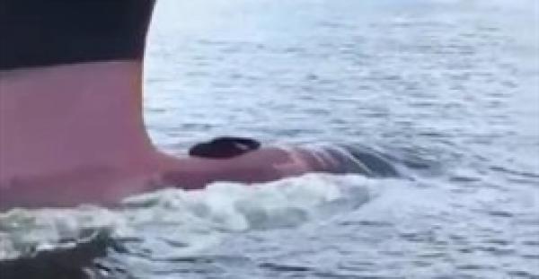 بالفيديو.. «كلب بحر» كسول يجد وسيلة نقل مجانية بدلا من السباحة