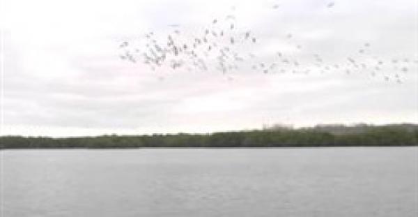 مشهد مذهل لعشرات الطيور تنفذ غطسة جماعية لاصطياد أسماك (فيديو)