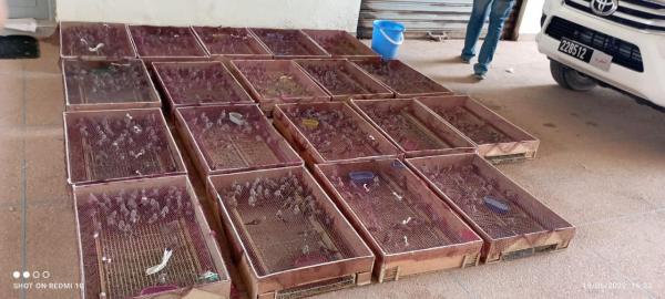 إحباط تهريب 2400 طائر من فصيلة "الحسون" للجزائر..الأمن يكشف التفاصيل