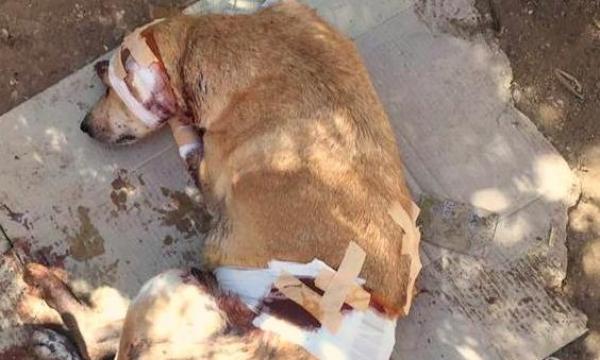 قمة الهمجية : شخص يوجه 5 طعنات قاتلة لـ " كلبة " بمكناس و الساكنة تقاضيه .. وها علاش قتلها