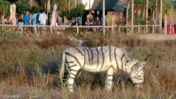 حتى في اسبانيا .. حمير وحشية مزيفة تثير غضب السياح و السلطات تتدخل