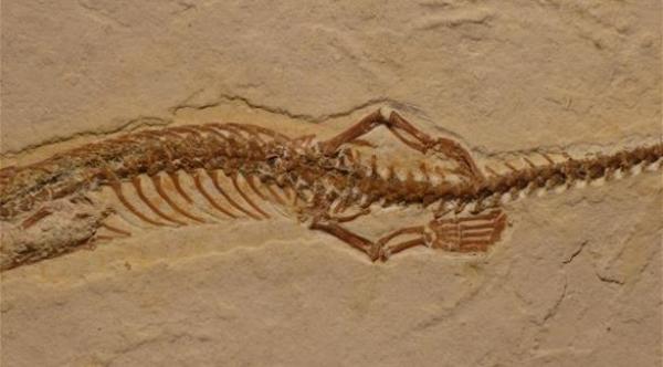  الأرجل كانت تستخدمها الأفعى للقبض على الفريسة (ماشابل) 