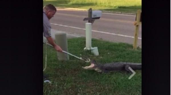 بالفيديو: اعتقال تمساح وتكبيله بالأصفاد بعدما اقتحم كراج منزل