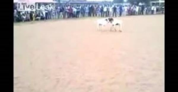 بالفيديو.. مصارعة مثيرة بين الماعز
