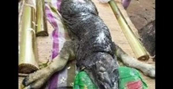 بالفيديو.. مخلوق غريب نصفه تمساح ونصفه جاموس بتايلاند