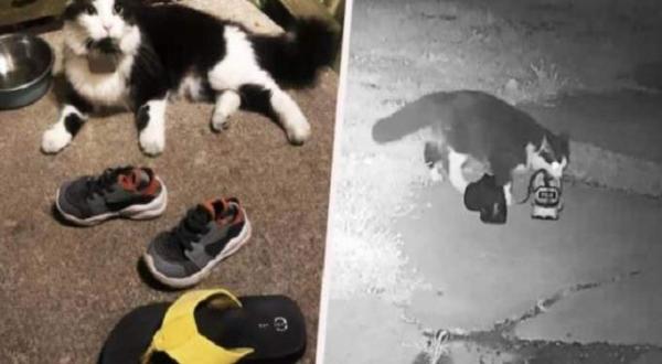 قطة تسرق أحذية الجيران في الولايات المتحدة(فيديو)