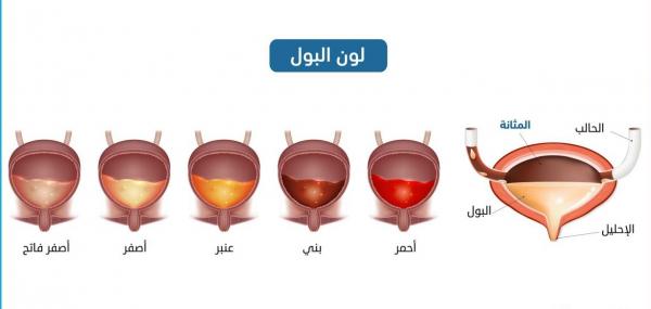 ما هي العلاقة بين لون البول وصحتك؟