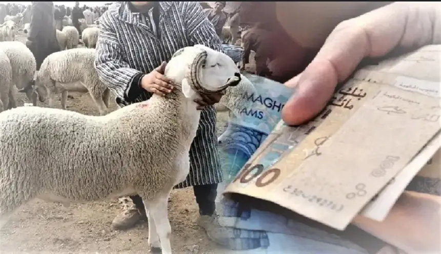 عرّاش يوضح اللبس حول "13 مليار درهم" وينفي علاقة هذا الرقم بالدعم المقدم لاستيراد الأضاحي