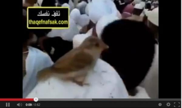 عصفور يستقر على رأس حاج ويطوف معه (فيديو)