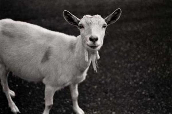 أردني يتلقى التعازي في وفاة عنزة!