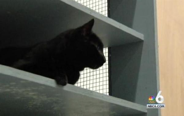 أمريكي يعرض 20 ألف دولار مكأفاة للعثور على قططه المفقودة