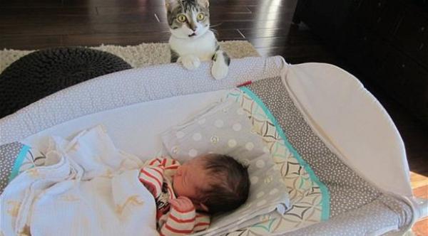 أظرف ردة فعل لقطة تفاجأت بقدوم "المولود الجديد" إلى المنزل