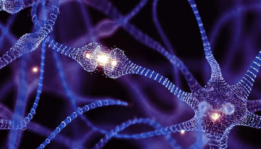 مسودة أولى لـ"أطلس الدماغ البشري": إنجاز علمي يرسم خارطة نمو الخلايا من الجنين إلى البلوغ