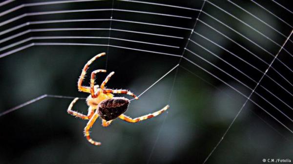 دراسة: العناكب تنشط في البيت عند الساعة 19.35 مساء