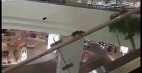 بالفيديو.. مقطع طريف لفأر يحاول السير عكس اتجاه سلم كهربائي