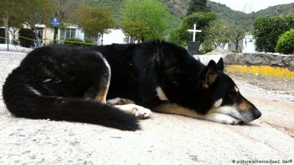 مقابر مشتركة للبشر وحيواناتهم المفضلة بألمانيا