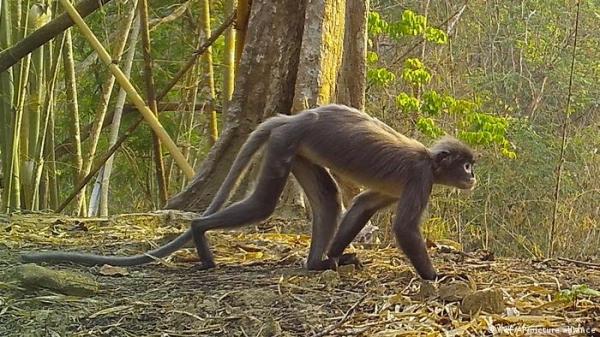 اكتشاف أكثر من مئتي نوع حيواني ونباتي في جنوب شرق آسيا