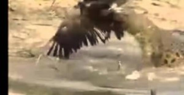 بالفيديو.. تمساح يفترس نسرا