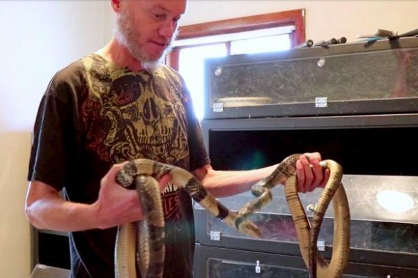 بالفيديو: كيف اكتسب هذا العالم مناعة ضد لدغات الثعابين السامّة؟