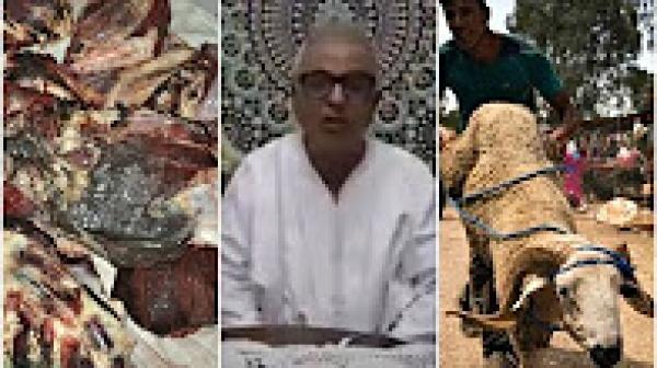 شاهد .." كساب " يكشف حقيقة تعفن لحوم الأضاحي بالمغرب