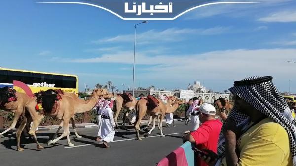 مونديال قطر.. الإبل تلفت الأنظار بسوق واقف في الدوحة