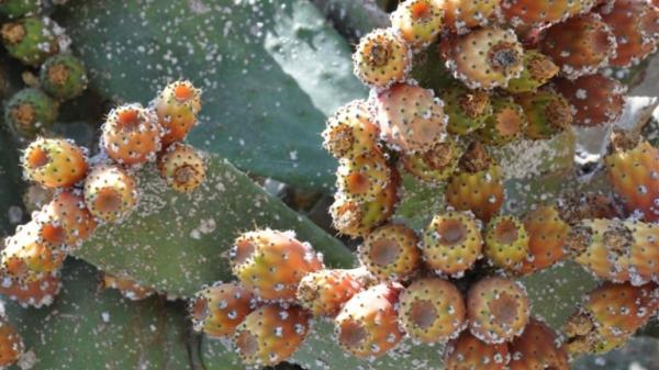 بالوثيقة:إشكالية "الحشرة القرمزية" تصل البرلمان و"أخنوش" مطالب بإنقاذ 80 ألف هكتار يتهددها هذا المرض