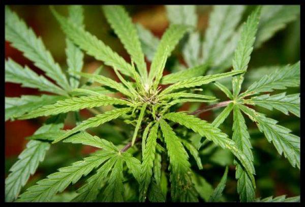 توقيف صحافي مغربي لمشاركته في وثائقي فرنسي عن تجارة القنب الهندي