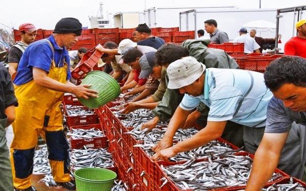 المنكر هذا: سعر السردين يتراجع إلى 1.5 درهم والمواطن "الدرويش" لازال يشتريه بـ 10 دراهم