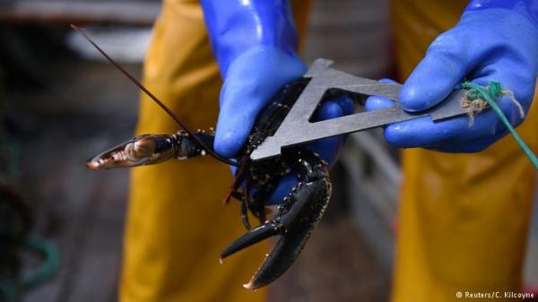 إنقاذ سلطعون بعمر 110 سنوات من الطبخ